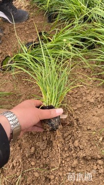 高度30厘米画眉草
