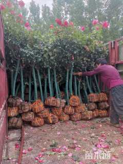 高度150厘米高杆月季