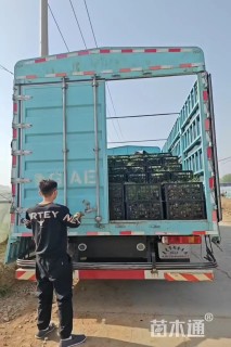 高度20厘米半枝莲