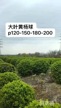 冠幅120厘米大叶黄杨球