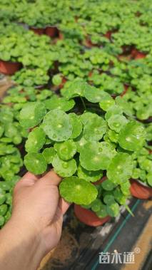 高度10厘米马蹄金