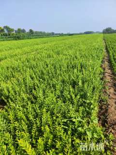 高度30厘米水蜡