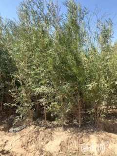 高度1.5厘米侧柏