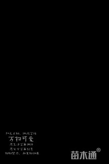 8公分黄槐