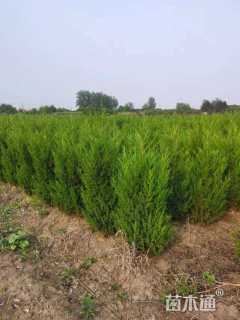 高度180厘米塔柏