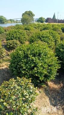 100厘米茶梅球