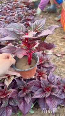 高度25厘米鸡冠花