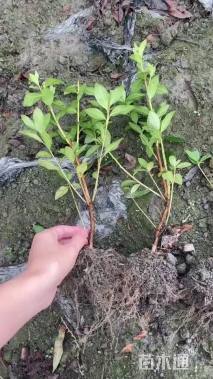 高度30厘米春鹃