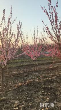 冠幅80厘米卫矛球