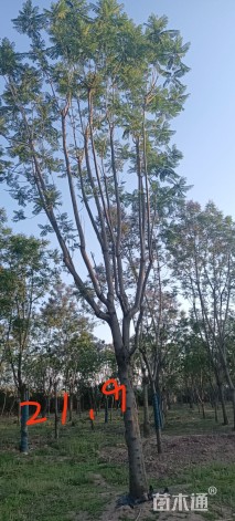 30公分蓝花楹