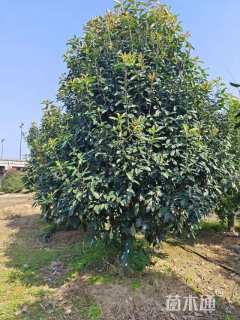 高度60厘米小丑火棘球