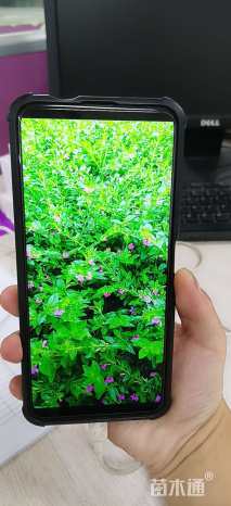 高度2厘米萼距花