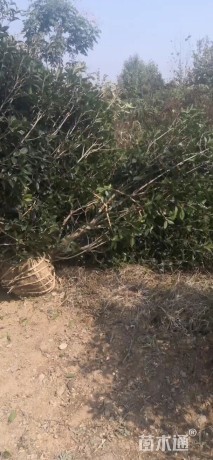 高度280厘米丛生桂花