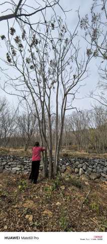 70公分(5杆)丛生栾树