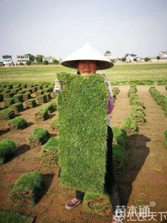 草卷状草皮
