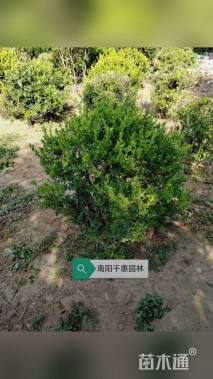 冠幅80厘米金边黄杨球