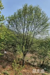 30公分白玉兰