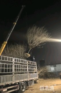 15公分鸡爪槭