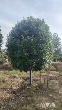 7公分高杆红叶石楠