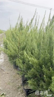 高度25厘米龙柏小苗