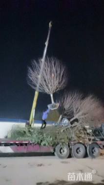 15公分绚丽海棠