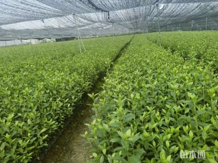 高度30厘米春鹃