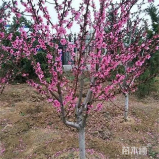 12公分满天红碧桃
