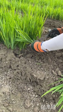 高度25厘米黄菖蒲