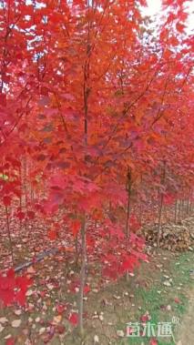 高度800厘米丛生红枫
