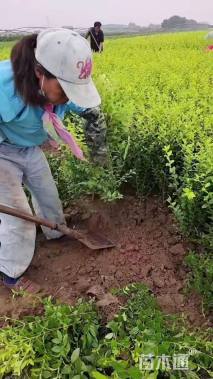 高度40厘米金叶女贞