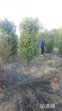 高度160厘米红叶石楠柱