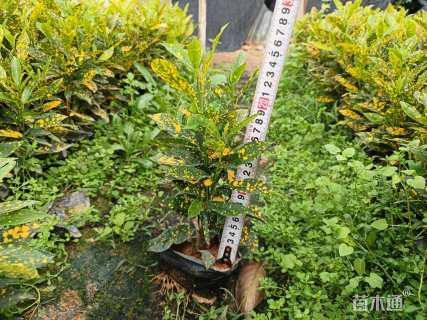 高度25厘米洒金桃叶珊瑚