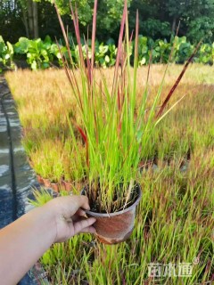 高度20厘米日本血草