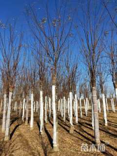 8公分嫁接香花槐
