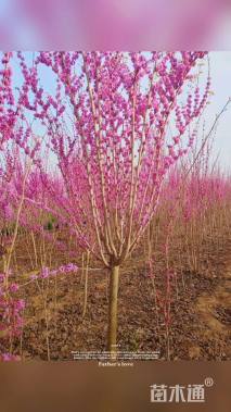 高度2.5厘米紫荆