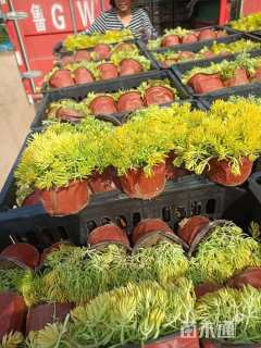 高度10厘米金叶佛甲草