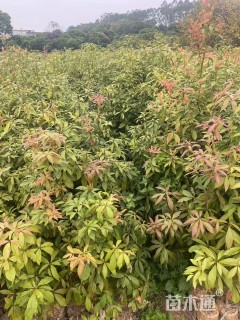 高度30厘米金丝楠木小苗