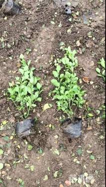 高度40厘米卫矛