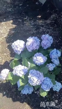 高度50厘米八仙花