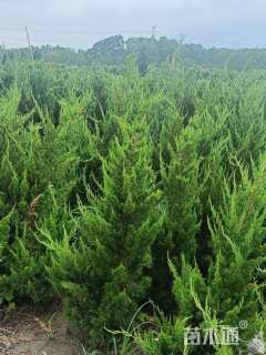 高度120厘米柏树