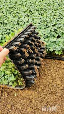 高度15厘米一串红