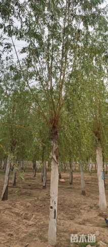 18公分金丝垂柳