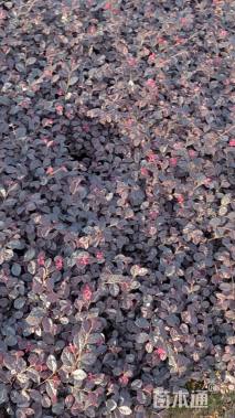 高度20厘米红花继木小苗