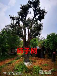 20公分柿树