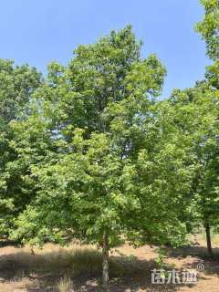 15公分美国红枫-秋火焰