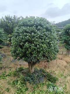 10公分无刺枸骨