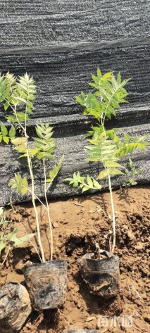 高度70厘米珍珠梅
