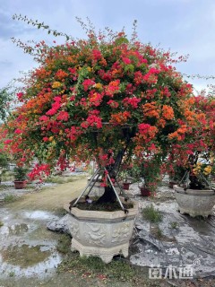 高度300厘米三角梅