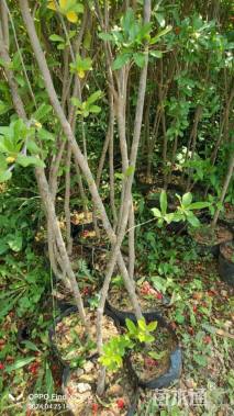 高度150厘米石榴