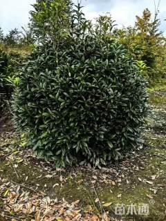冠幅200厘米桂花球